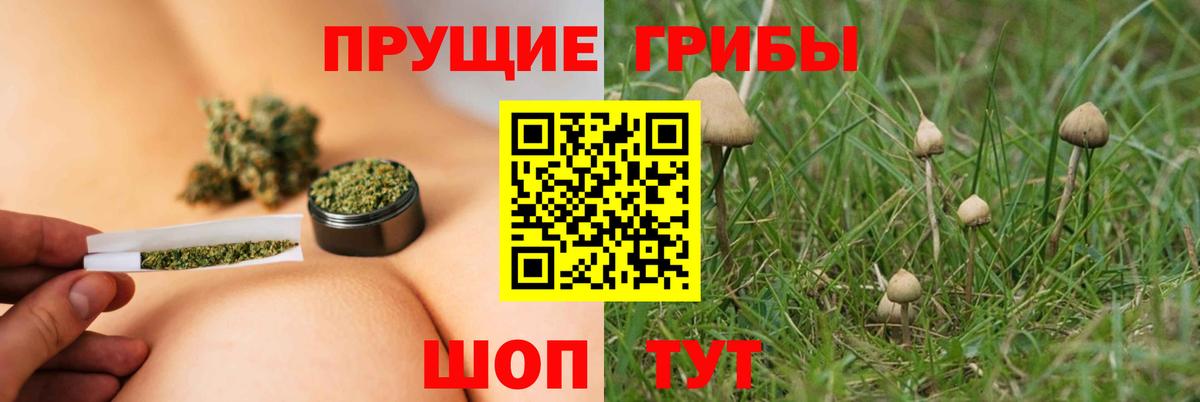 Ростов-на-Дону  купить закладку  Псилоцибиновые грибы мицелий  Вход с VPN  Псилоцибиновые грибы Psilocybine cubensis 
